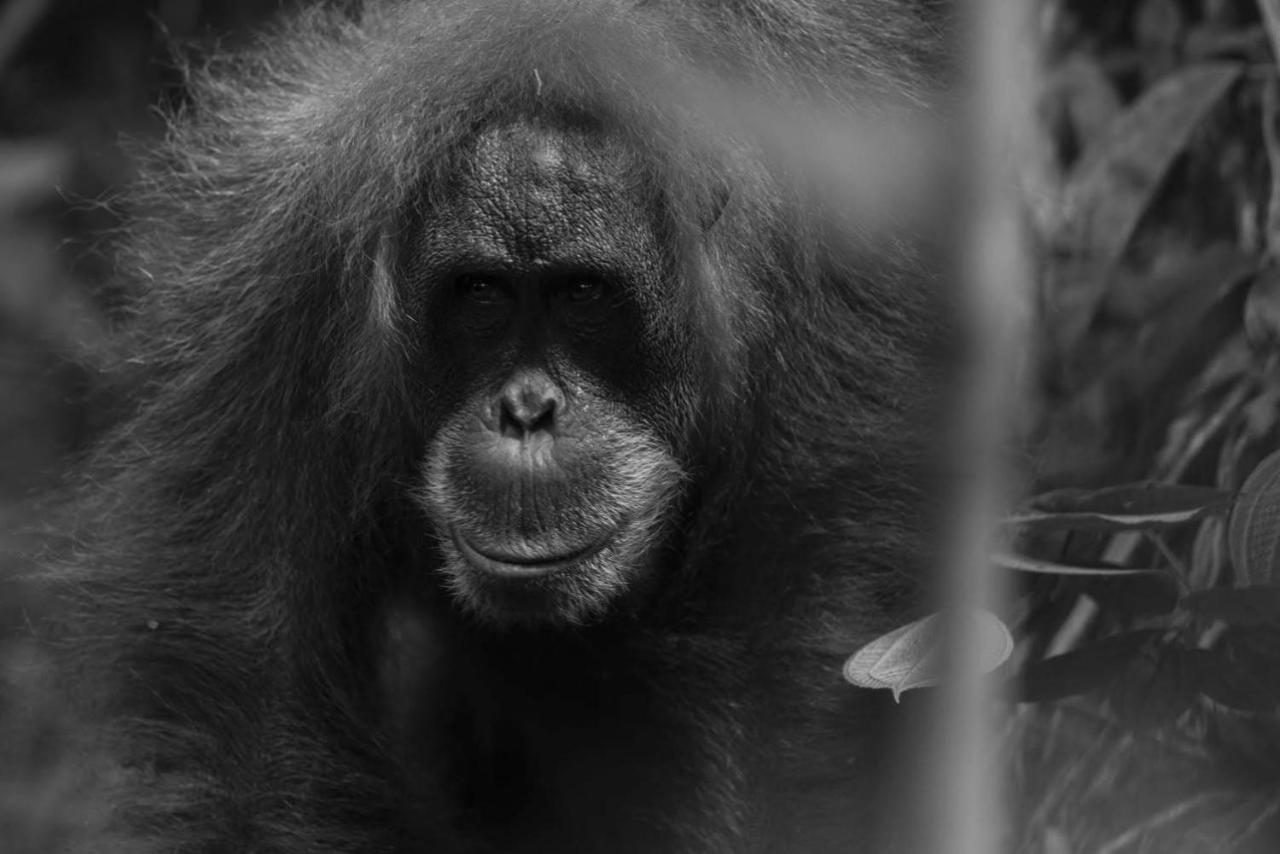 Grandma Including Jungle Trek * Bukit Lawang