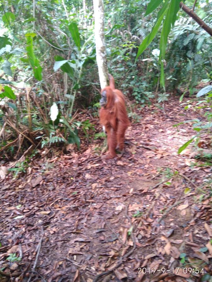 Homestay Grandma Including Jungle Trek Bukit Lawang