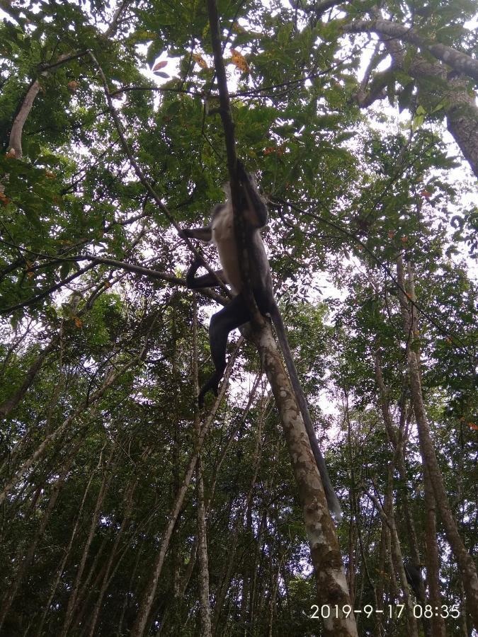 Grandma Including Jungle Trek